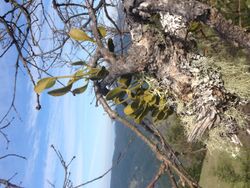 "Phoradendron tomentosum" growing on "Quercus garryana" in Berry Point, CA