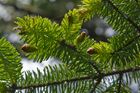 Small pine cones