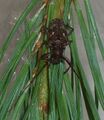 Pine Sawyer beetle 2.jpg