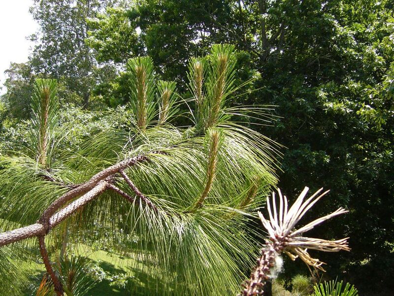 File:Pinus devoniana 02.jpg