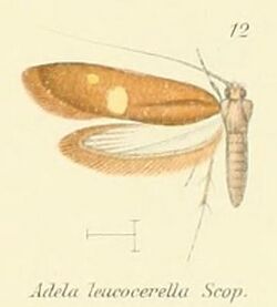 Pl.2-12-Adela leucocerella Scopoli, 1763.JPG