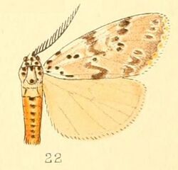 Pl.50-22-Galtara extensa (Butler, 1880).JPG