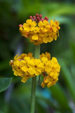 Primula bulleyana.jpg