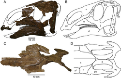 Probrachylophosaurus.PNG
