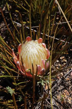 Protea scorzonerifolia 108506037.jpg