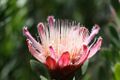 Protea venusta (red sugarbush) from the winter rain Karoo (5329543830).jpg