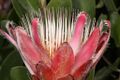 Protea venusta (red sugarbush) from the winter rain Karoo (5329544908).jpg