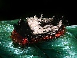 Tarchon felderi (Shag-carpet caterpillar).jpg