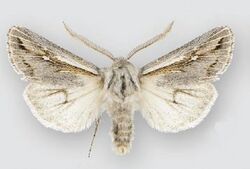 Protogygia whitesandsensis (male).JPG