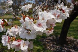 Prunus 'Shirayuki' シラユキ 2.jpg