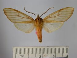 Pseudohemihyalea anapheoides.JPG