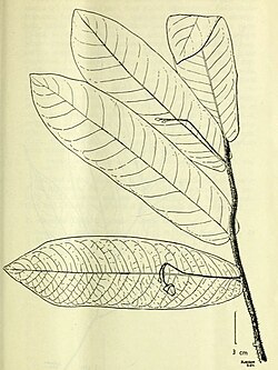 Pseuduvaria nova-guineensis.jpg