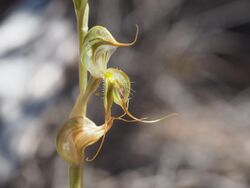 Pterostylis roensis.jpg