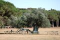 1700-year-old Olive Tree