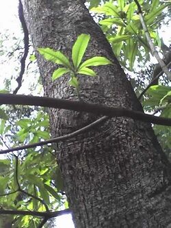 Rauvolfia caffra stem leaves.JPG