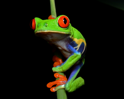 Red-eyed Tree Frog (Agalychnis callidryas) 1.png