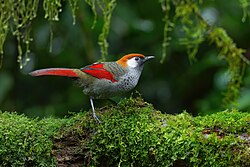 Red-tailed Laughingthrush 0A2A2723.jpg