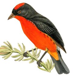 Rhodospingus cruentus Catalogue of the Birds in the British Museum (1888 - 1888) (20390540778).jpg