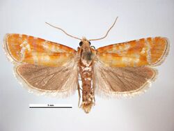 Rhyacionia buoliana male.jpg