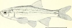 Richardsonius balteatus.jpg