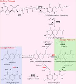 Role of Sepiapterine Reductase in the biosynthesis of tetrahydrobiopterin.jpg