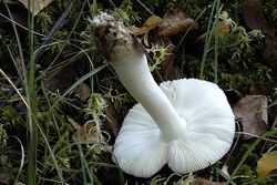 Russula.versicolor2.-.lindsey.jpg