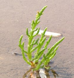 Salicornia europaea.jpg