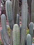 SanPedro cactus (6236859288).jpg