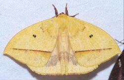 Saturniid Moth (Ancistrota plagia) (39732136604).jpg