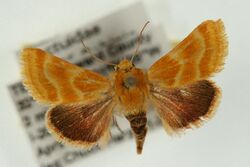 Schinia biforma4.jpg