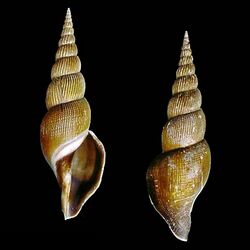 Seashell Calliotectum egregium.jpg