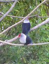 Seychelles Blue Pigeon.jpg