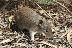 Southern Brown Bandicoot (Isoodon obesulus) 2, Vic, jjron, 09.01.2013.jpg