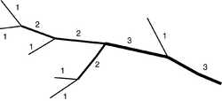 Diagram of a branching structure with numbers assigned to each segment. All distal segments are numbered "1." When two segments of the same order meet, the segment that results from their combination is given the next highest order. When two segments of different orders meet, the resulting segment is given the higher order of the two combining segments.