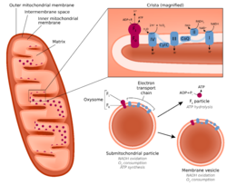 Submitochondrial particles.svg