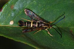 Synanthedon bibionipennis-Female with Egg-2.jpg