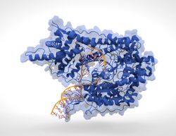 T7 RNA polymerase.jpg