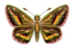 Taractrocera papyria (ento-csiro-au).jpg