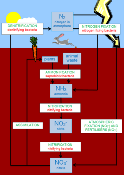 The Nitrogen Cycle.png