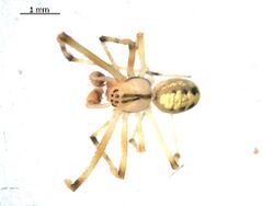 Theridion frondeum m.jpg