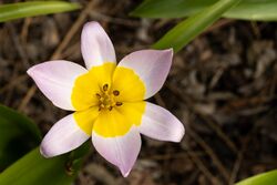 Tulipa saxatilis (2).jpg