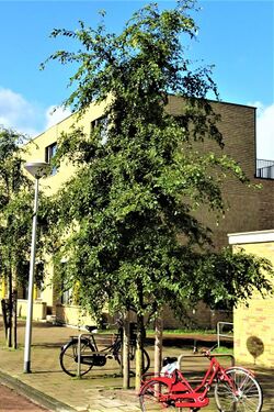 Ulmus Rebella (Amsterdam Johannes Hilverdinkstraat).jpg