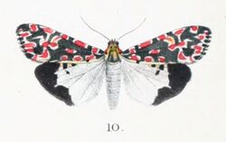 Utetheisa cruentata (Butler, 1881).JPG