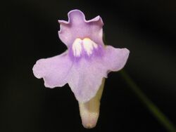 Utricularia tridentata 1.jpg
