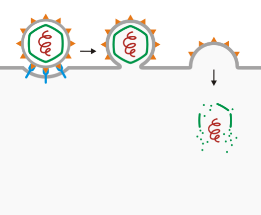 File:Viral entry (Fusion).svg