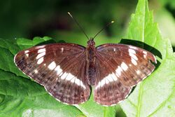 White admiral (Limenitis camilla).jpg