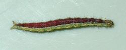 Ypsolopha dentella - caterpillar.JPG