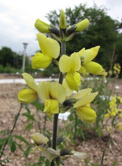披針葉野決明 Thermopsis lanceolata -比利時 Ghent University Botanical Garden, Belgium- (9213306315).jpg