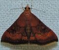 - 5051 – Pyrausta rubricalis – Variable Reddish Pyrausta Moth (16033835406).jpg