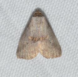 - 9039 – Hyperstrotia flaviguttata – Yellow-spotted Graylet Moth (21465899460).jpg